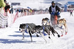Lenk 2013